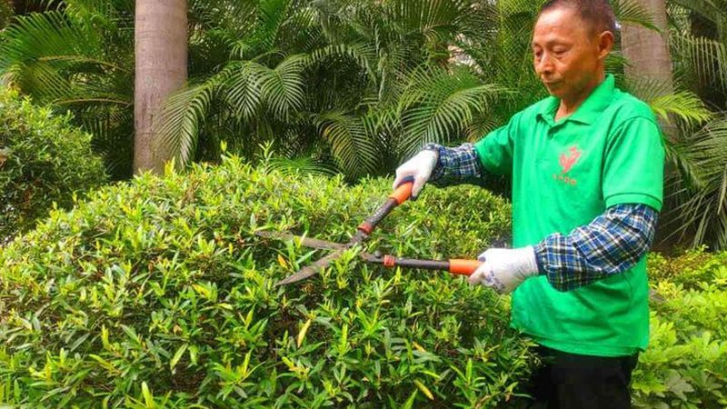 成都道路绿化工程验收标准解析