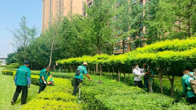 黄蜡石：假山喷泉的点睛之笔，如何选择价格与品质的平衡点？**